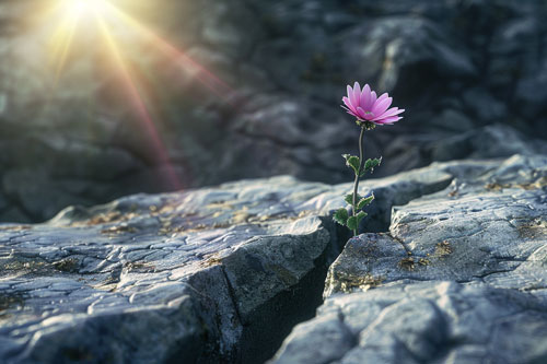 image of a bright young budding flower growing through a single crack in a rock surface, with a bright ray of sunlight shining on it.