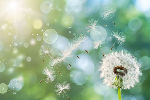 close up image of a dandelion blowing in the wind blowing its seeds in the air.